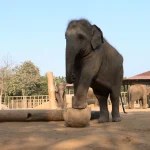 Vantara Global Wildlife Rescue and Conservation Centre (3)