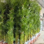 Areca Palm