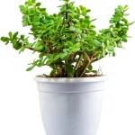 Jade Plant