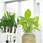 Money Plant (Pothos)