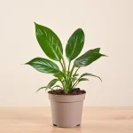 Peace Lily