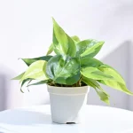 Philodendron