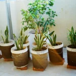 Snake Plant (Sansevieria)