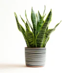 Spider Plant