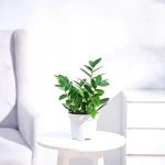 ZZ Plant (Zamioculcas zamiifolia)