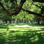 Lalbagh Botanical Garden, Bangalore (2)