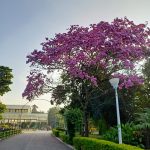 Lalbagh Botanical Garden, Bangalore (7)